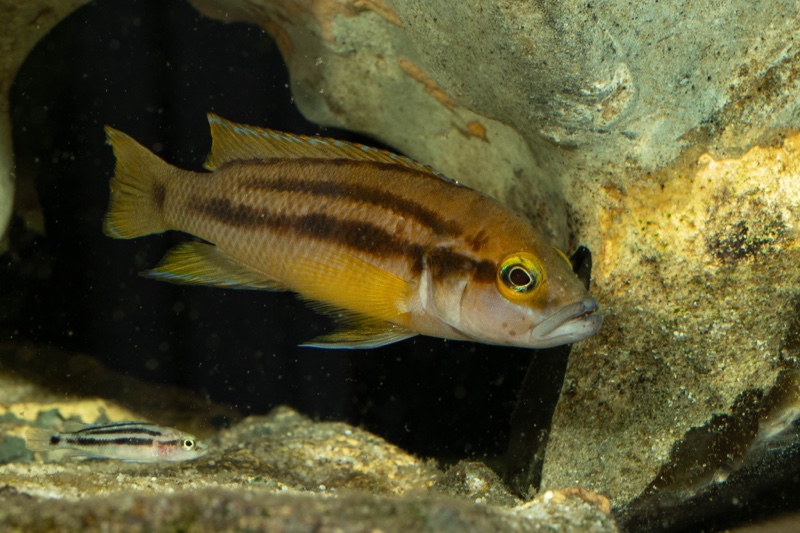 Neolamprologus bifasciatus 'Muzi'